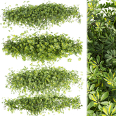 Collection plant vol 494 - Outdoor - bush - ivy - Schefflera