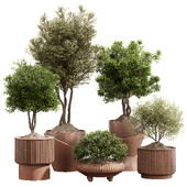 Indoor Plant Set 11