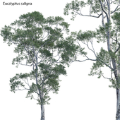 Eucalyptus saligna - Sydney Blue Gum 01
