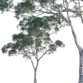 Eucalyptus saligna - Sydney Blue Gum 03