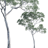 Eucalyptus saligna - Sydney Blue Gum 04