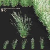 Reed grass | Calamagrostis acutiflora 2
