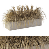 Outdoor Dried Plants - Grass & Pampas - No.31