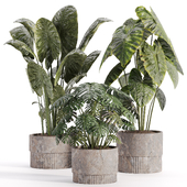 indoor plants in vase 003