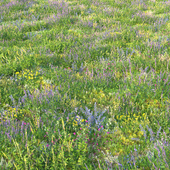Цветущая луговая трава 3