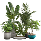 Indoor Plant Set 12