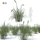 Broadleaf cattail grass cluster