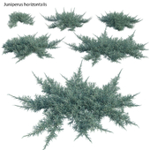 Juniperus horizontalis - Creeping Juniper