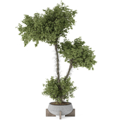 Indoor Bonsai Olive Tree and Bush in Pot 155