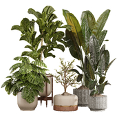 Indoor Plant Set 14