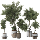 Indoor Bonsai Olive Tree and Bush in Pot 159