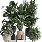 Indoor Plant Set 60