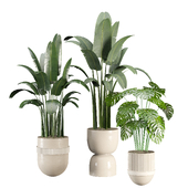 indoor-plant-set