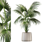 Растение Washingtonia filifera 01
