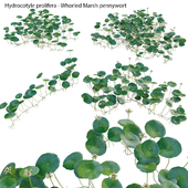 Hydrocotyle prolifera - Whorled marsh pennywort