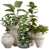 Indoor Plant Set 17