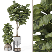 Indoor Ficus Lyrata Fiddle Leaf Fig Plant in Pot 161