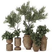 Indoor Bonsai Olive Tree and Bush in Pot 163