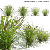 Lomandra Longifolia Nyalla - Mat Rush