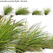 Lomandra Longifolia Nyalla - Mat Rush 02