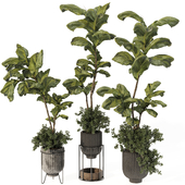 Indoor Ficus Lyrata Fiddle Leaf Fig Plant in Pot 164