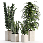 indoor plants in vase 007