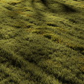 Field grass №4