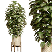 Indoor Plant Set 19