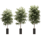 Ficus Benjamin Nitida. 3 models
