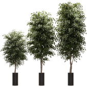 Ficus Benjamin Nitida v2. 3 models