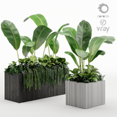 box plant SET04