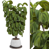 Indoor Ficus Lyrata Fiddle Leaf Fig Plant in Pot 165