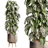 Indoor Plant Set 20