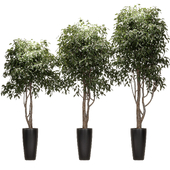 Ficus Benjamin Nitida on trunk v2. 3 models