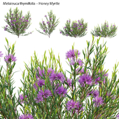 Melaleuca thymifolia - Honey Myrtle - Thyme Honey Myrtle