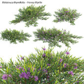 Melaleuca thymifolia - Honey Myrtle - Thyme Honey Myrtle 02