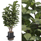 Indoor Ficus Lyrata Fiddle Leaf Fig Plant in Pot 169