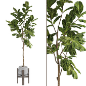 Indoor Ficus Lyrata Fiddle Leaf Fig Plant in Pot165