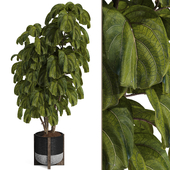 Indoor Ficus Lyrata Fiddle Leaf Fig Plant in Pot 168