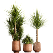 Indoor Plant Set 21