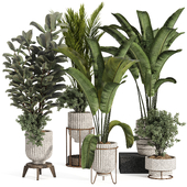 Indoor Plant Collection Set 171