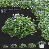 Geranium hybrid bushes | Geranium hybrid Rozanne 2