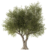 Olive Tree Set3