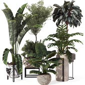 Indoor Plant Collection Set 173