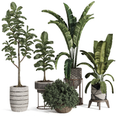 Indoor Plant Collection Set 172