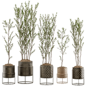 Indoor Plant Set 24