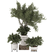 Indoor Bonsai Olive Tree and Bush in Pot _ Collection 176