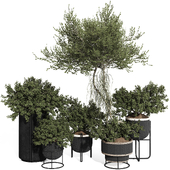 Indoor Bonsai Olive Tree and Bush in rusty Pot 178