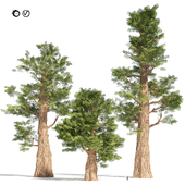 Rigged giant and dawn redwood trees