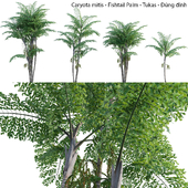 Caryota mitis - Fishtail Palm - Tukas